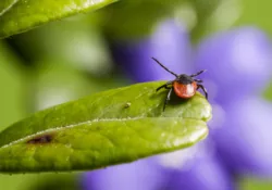 Comment se protéger des tiques et de la maladie de Lyme ?